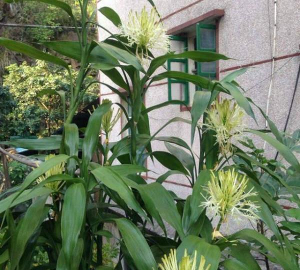 养上这4种招财富贵花,6种富贵盆栽