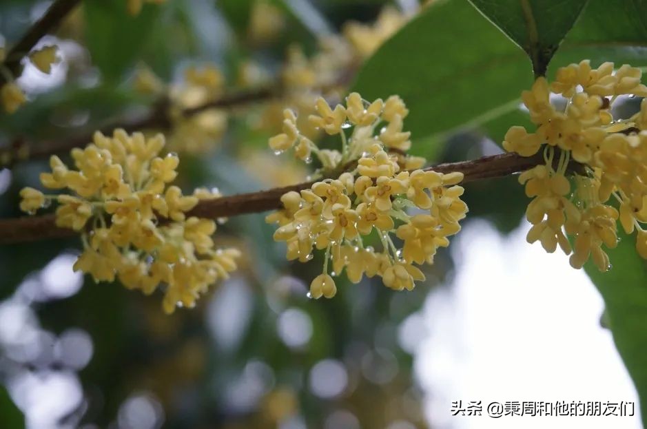 秉周和他的朋友们:八月花令同题诗歌