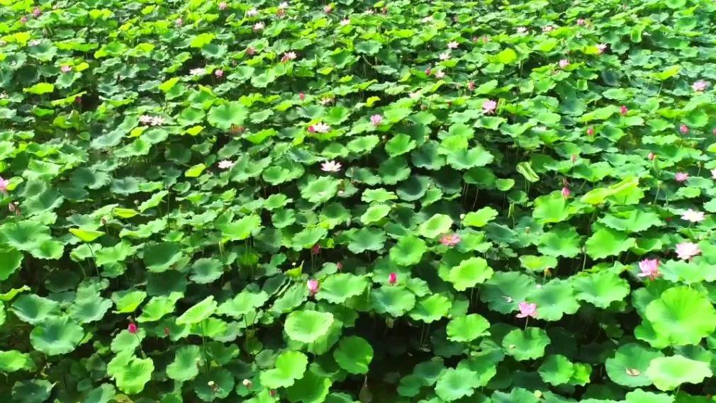 夏季最美荷花在哪里,山东最漂亮的荷花