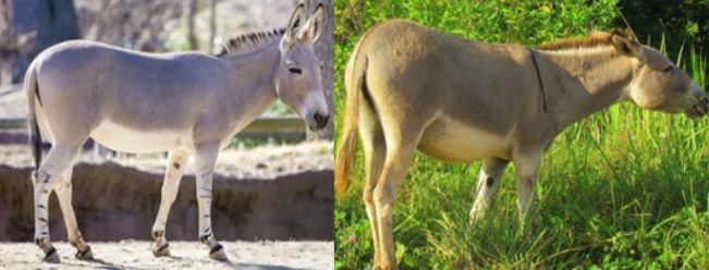 中国武备*物文**中的异域元素：印度梵文，波斯镔铁，非洲驴骡运军粮