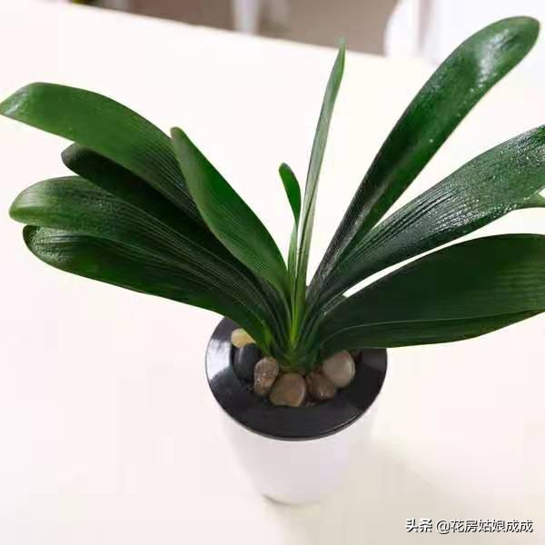 君子兰换盆时间春季好还是秋季好,君子兰什么季节换盆最好养