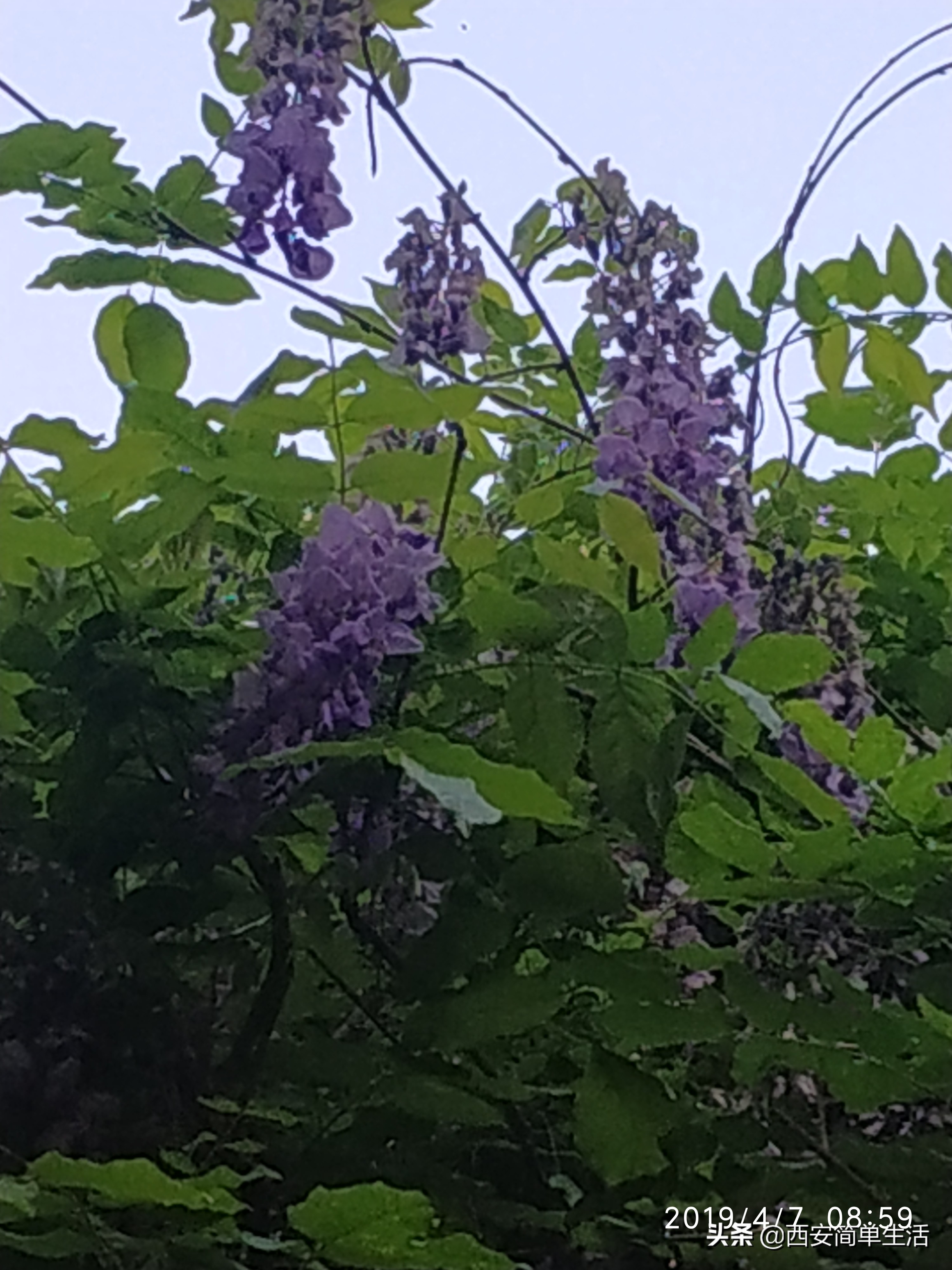 紫藤花一帘幽梦在哪里,紫藤花开如一帘幽梦