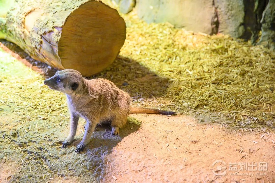 大连么么哒动物园 (大连小众动物园)