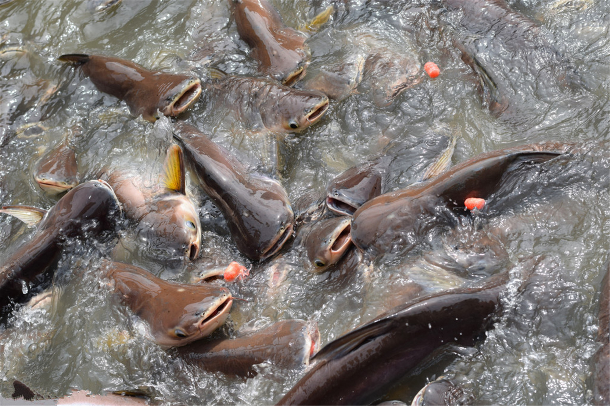 烧烤店烤的烤鱼是什么鱼,饭店的烤鱼都是什么鱼那么便宜