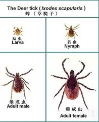 金斯瑞传染病系列视频,金斯瑞新冠试剂