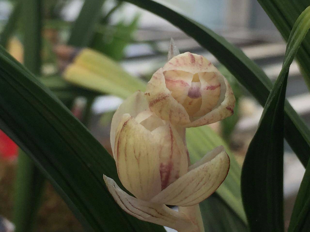 1万元兰花春剑,掉价最厉害的春剑精品