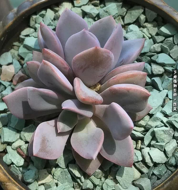 顺风不浪逆风不怂文字图片,顺风不飘逆风不怂绝境不慌