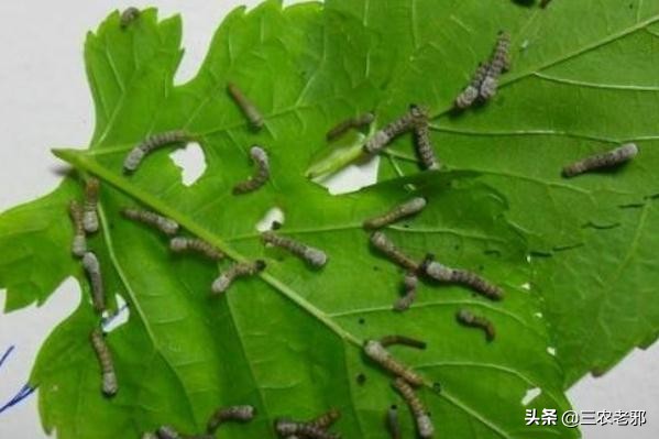 家蚕脓病用什么药治疗有效果,蚕血液性脓病最佳治疗方法