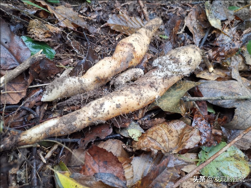 发现黔西北|毕节农村一种叫毛蕉的植物,做成食物很多人没有见过
