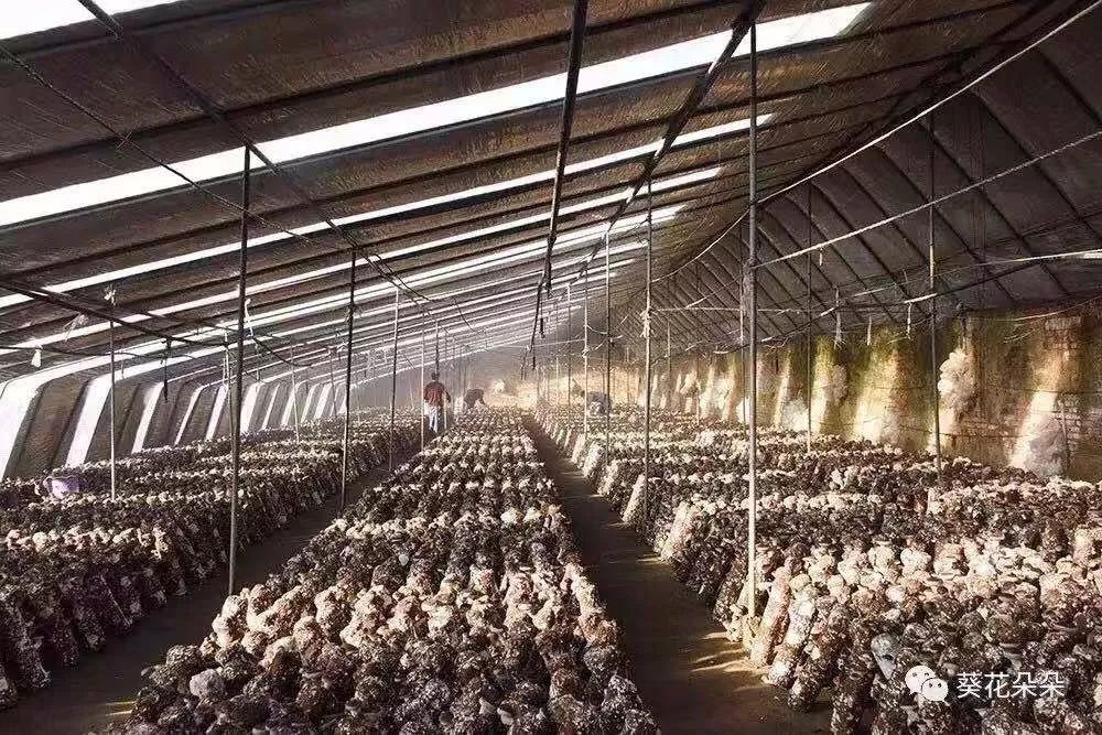 你知道吗？它可是有“背景”的“菜王”～