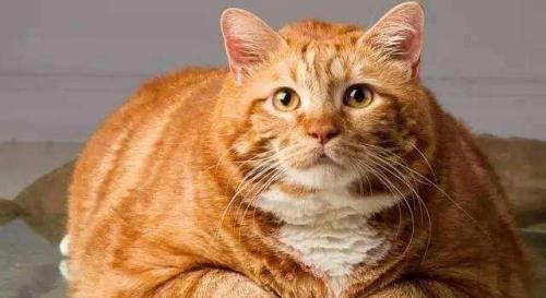 猫咪养胖用什么猫粮,猫咪养胖