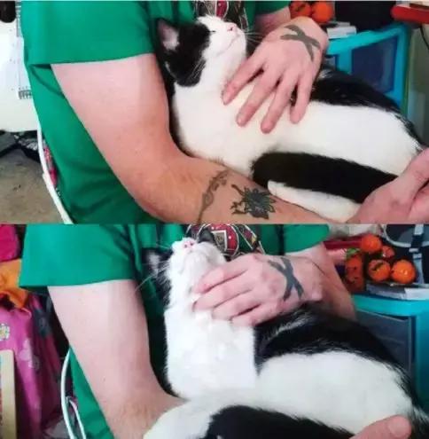 养猫必须做的5件事,老手养猫才知道的六件事