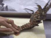 卷腹最好的腹部运动,卷腹轮是怎么减掉腹部赘肉