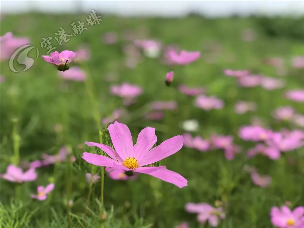 成都空港花田什么时候去最好看,双流空港花田这两天去好耍不
