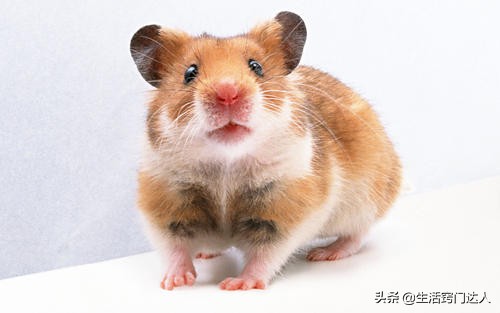 家里有老鼠用什么方法把老鼠逮住,城市家里有老鼠怎么能彻底消灭