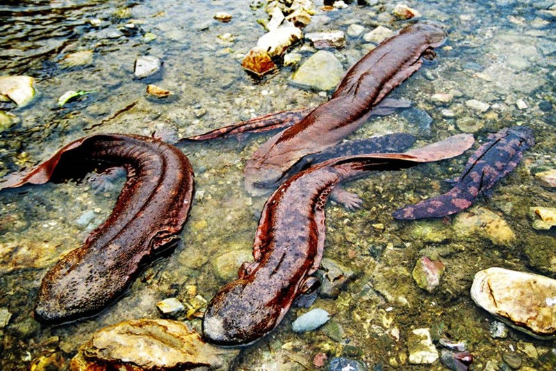 活化石的大鲵,大鲵为什么被称为活化石