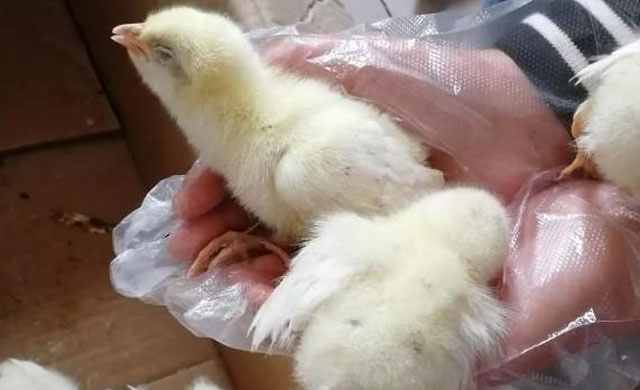 小鸡张嘴呼吸快速治疗方法,小鸡张口喘是啥病吃啥药