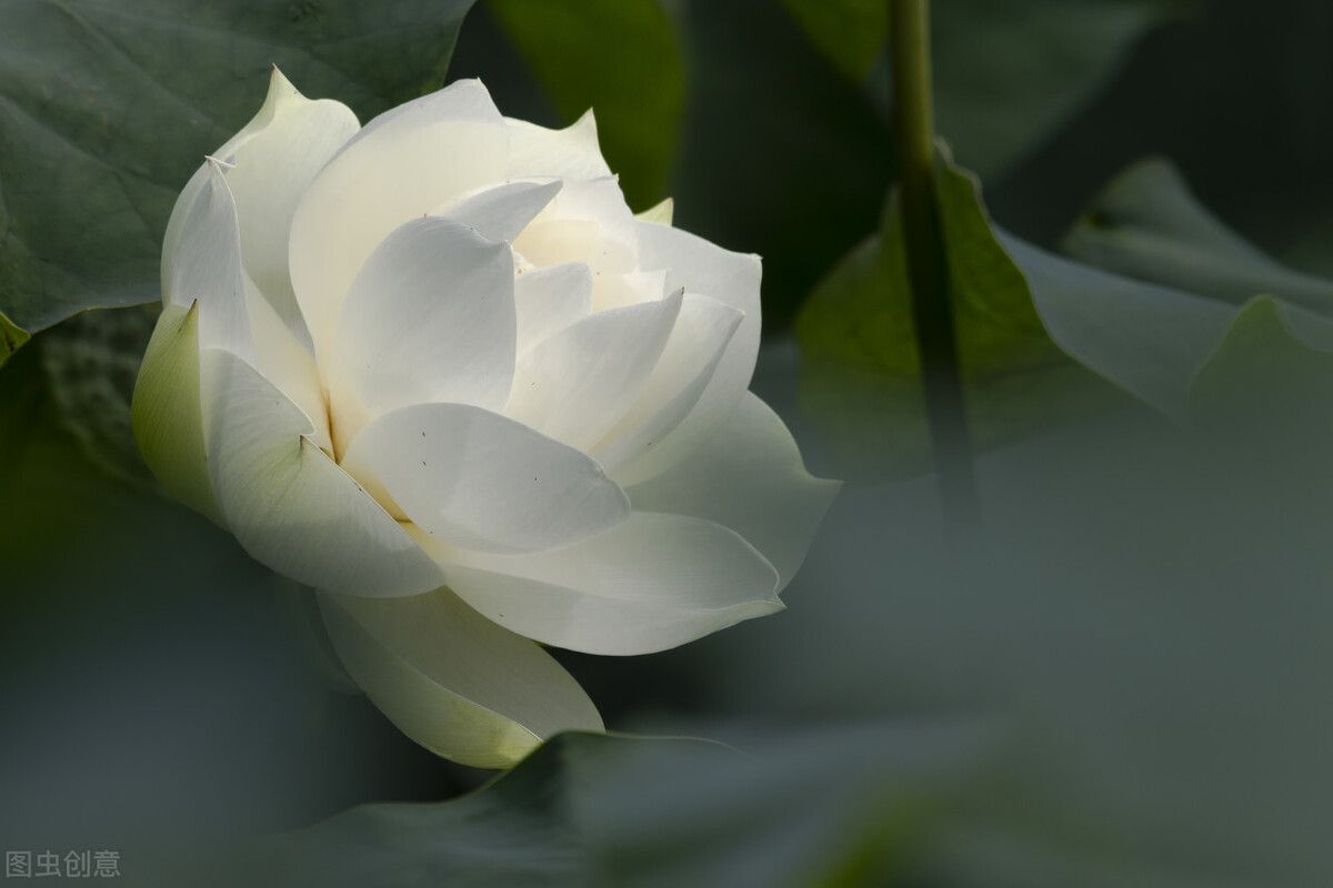 鍊氱獥鍚鎬濋煻鍗庨潤鏁版祦骞村叆鐑熼湠,鏃跺厜婕嵎宀佹湀鐣欓