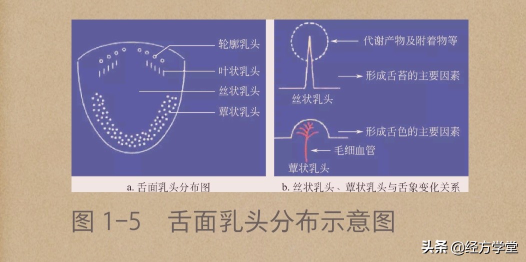 舌诊图片与经方治疗,中医舌诊系统学习