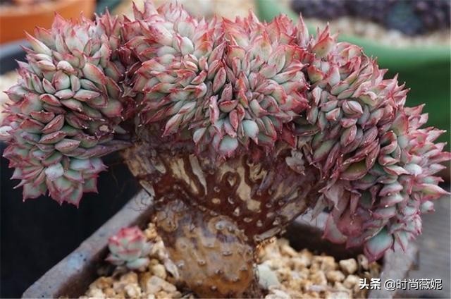 看看多肉萌新“水贴吧”的专业“10句黑话”，时常唬住“*江老**湖”