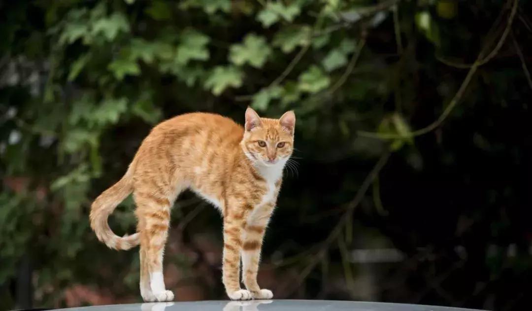 骑行后肩颈疼痛怎么缓解,骑行后背疼痛的原因及恢复方法