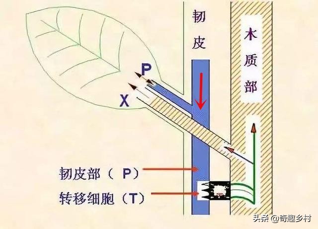 环割果树育苗割多长为好,什么样的果树环割最好