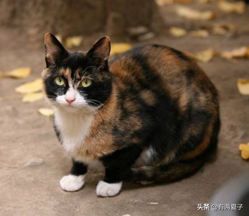 古代有哪些宠物猫品种名称,根据猫咪花色取名的猫品种