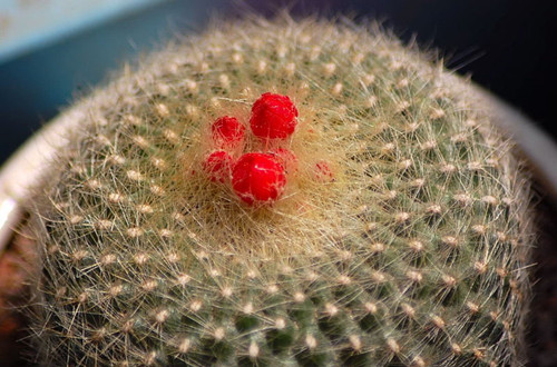 “常年丑貌君不问，一日花红万户惊”——仙人掌的产地及精品赏析