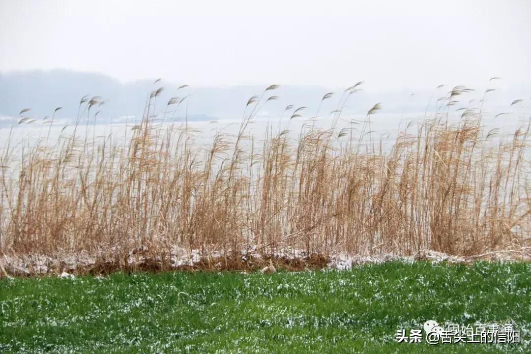 固始县特殊美食饮食文化,固始特色美食攻略
