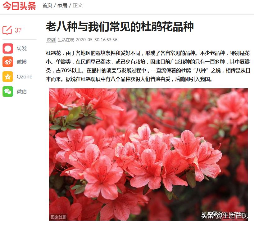 杜鹃花开满山红怎么养,杜鹃花开花技巧