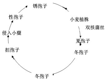 小麦锈病可导小麦作物损失高达100％，农户们都需要注意