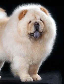 性格温顺的大型犬品种,宠物狗大型犬都有哪些品种