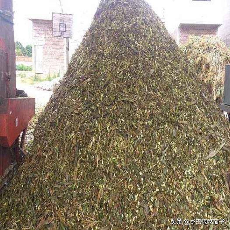 青贮玉米秸秆晒干了如何喂羊,秸秆青贮与牛羊养殖实践办法介绍