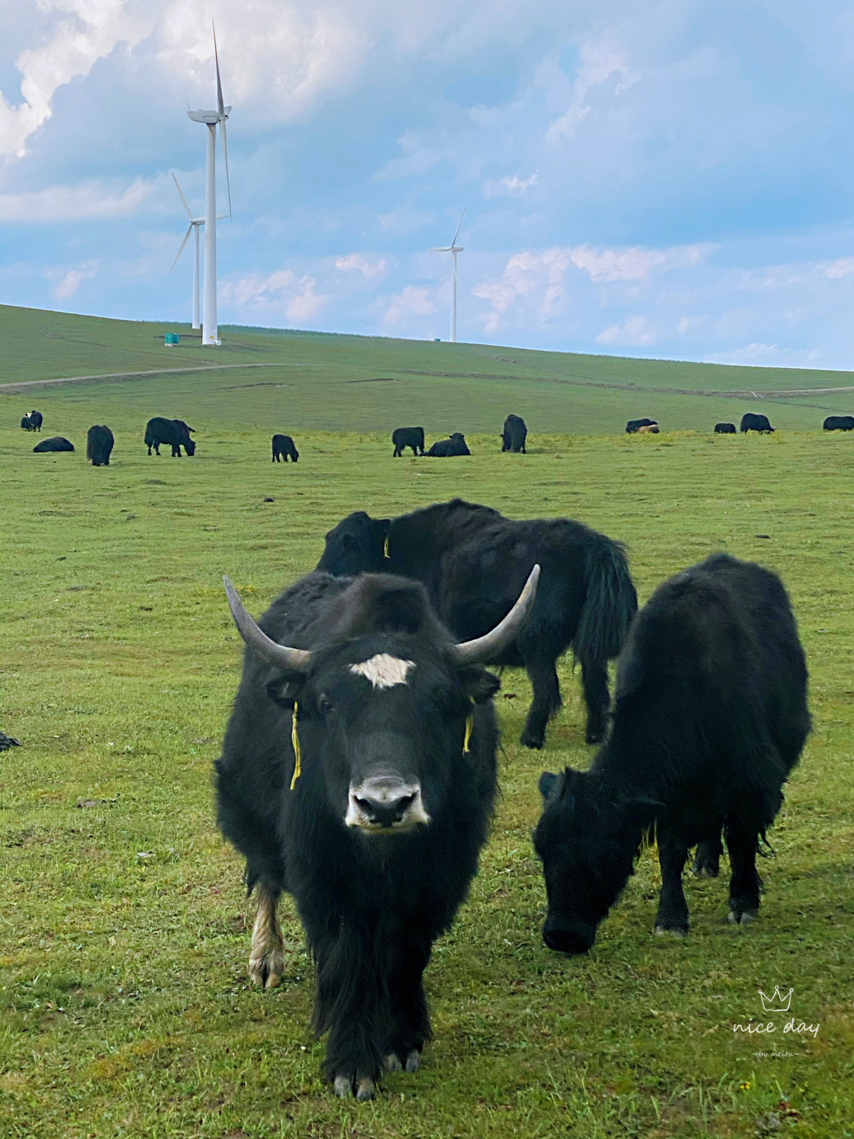 红松洼和乌兰布统哪个好,乌兰布统坝上草原旅游攻略