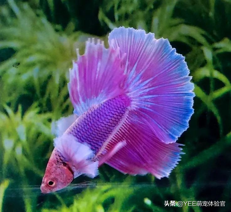 泰国斗鱼同品种不同色杂交会怎样,泰国斗鱼从出卵到长大过程