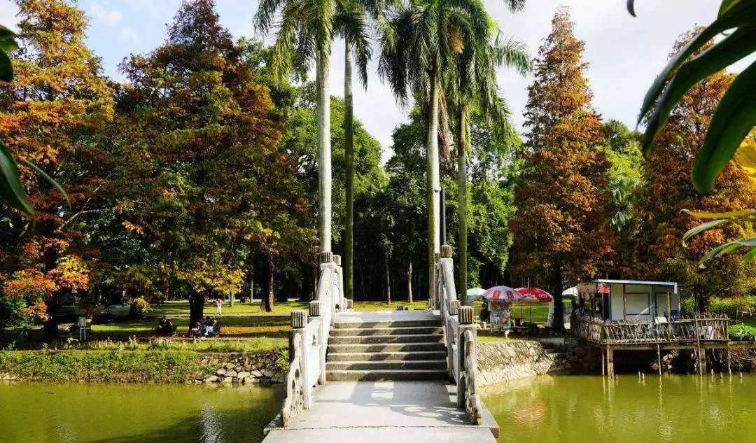 棕榈科植物的景观用途,观赏棕榈植物与景观