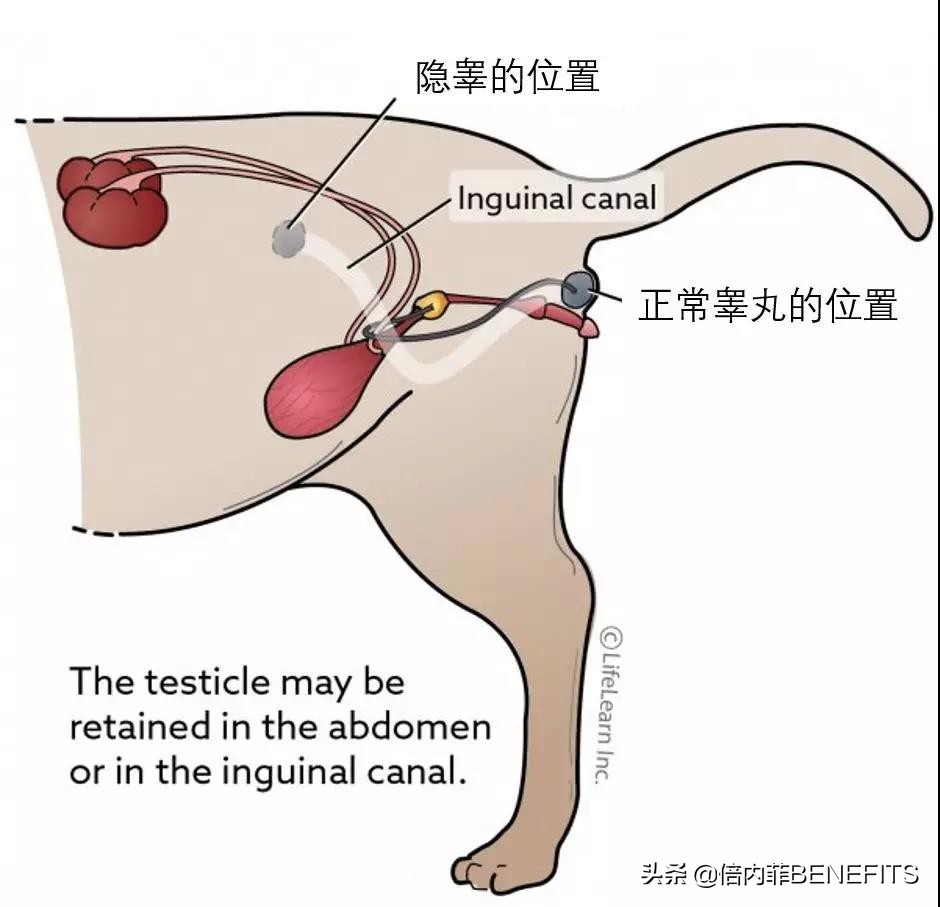猫咪绝育后为什么还会分泌乳汁,猫咪绝育后为什么还会发狂