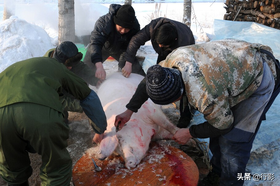南方人感受东北杀年猪,冰天雪地杀年猪热气腾腾东北味