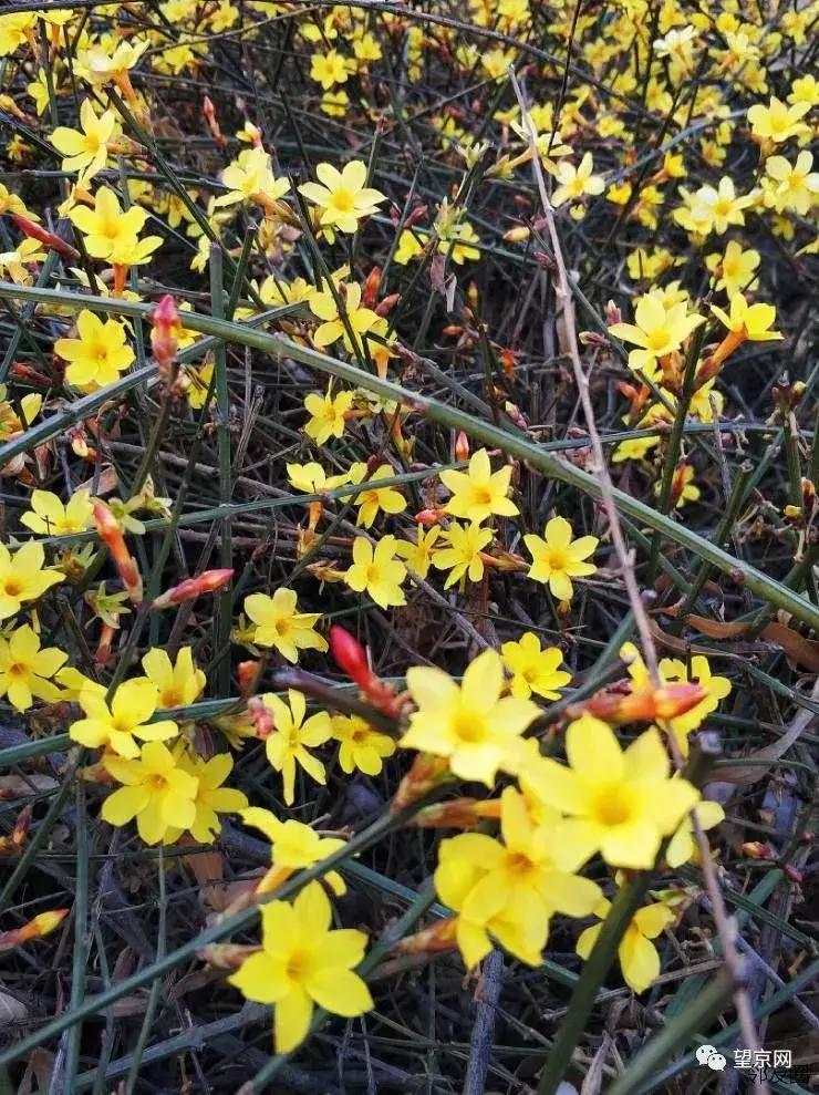 【今日望京】东湖地区成人乙肝疫苗接种通知；望湖公园早春花开