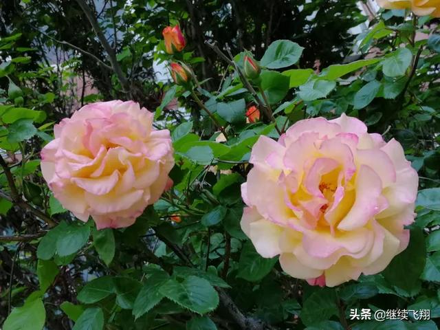 学校开学的方式值得称赞，河南周口市郸城县