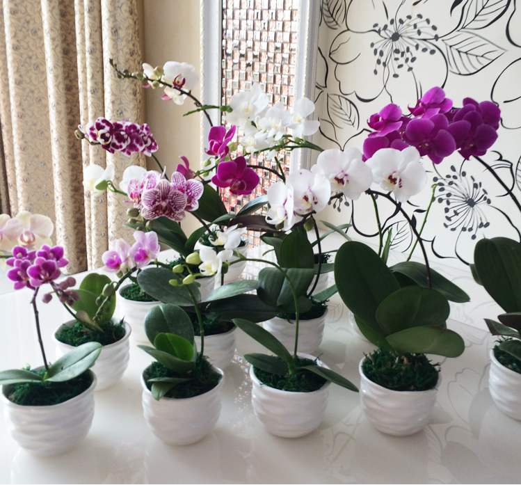 养好蝴蝶兰花的方法,养好蝴蝶兰花苞