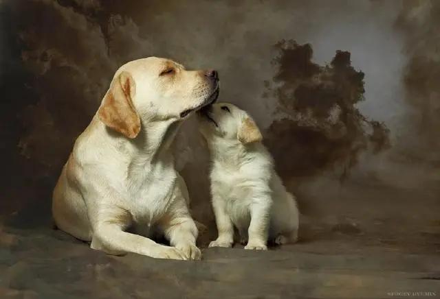 什么狗最聪明最忠诚最便宜,什么狗最聪明最忠诚智商高