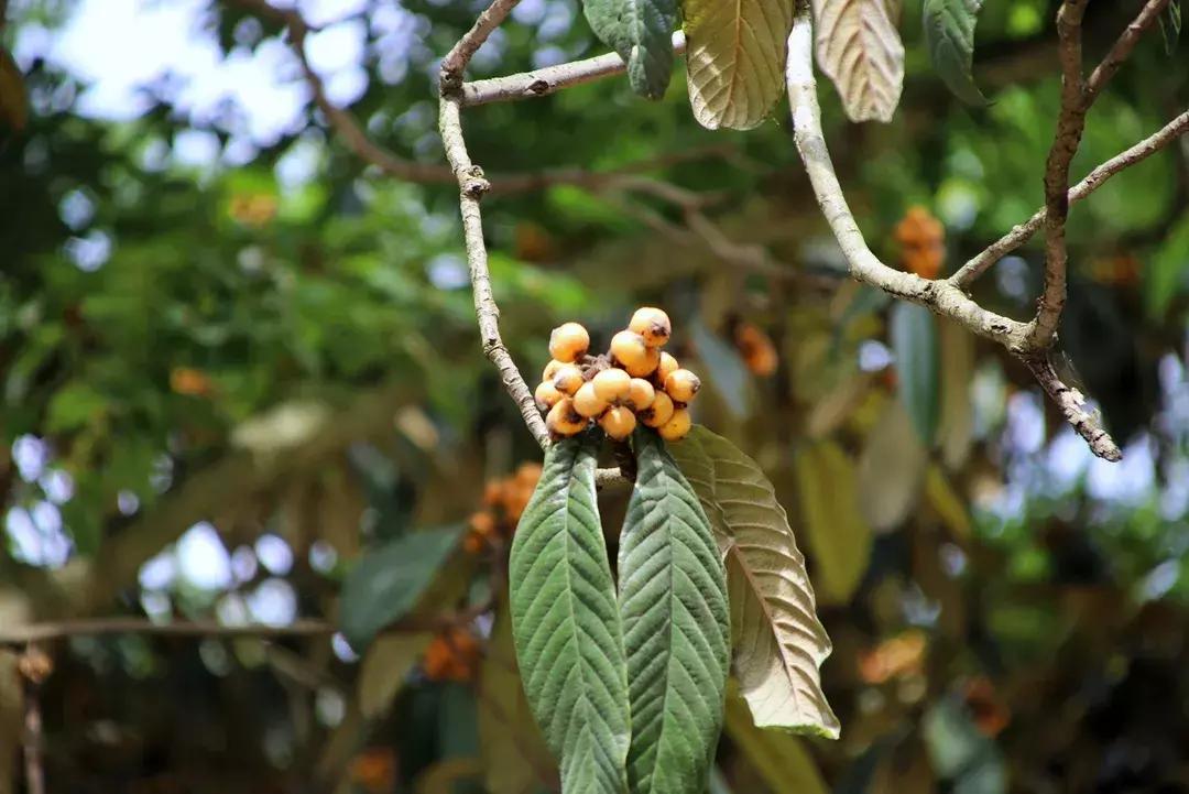 飞拉达攀岩溜索丛林溯溪地心探洞,清远飞拉达丛林探险
