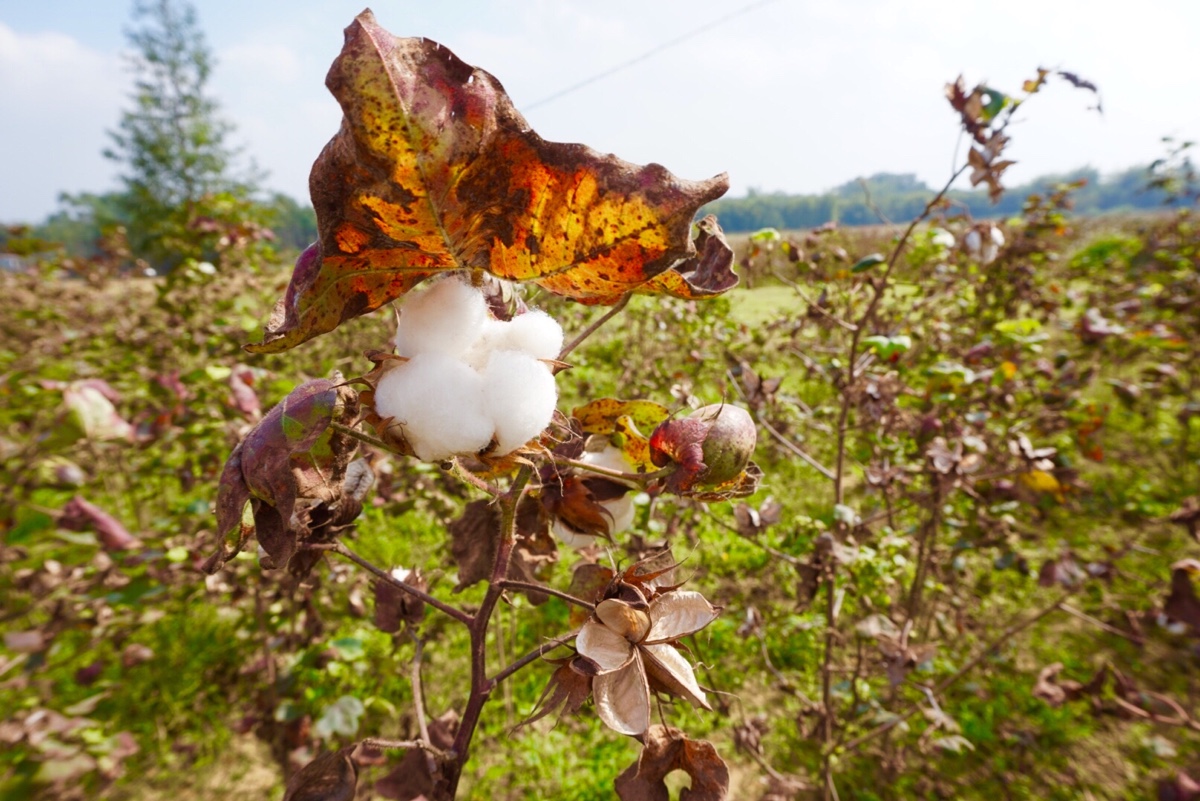 垄断中国90%粮食种子市场！美国若发动粮食战争，我们还有饭吃吗