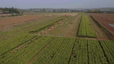 生姜种出脱贫致富路,生姜产业带动了地方经济