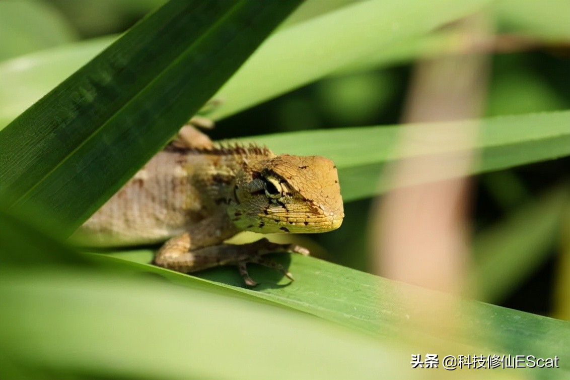 大熊猫的颜色是最独特的吗,大熊猫保护色