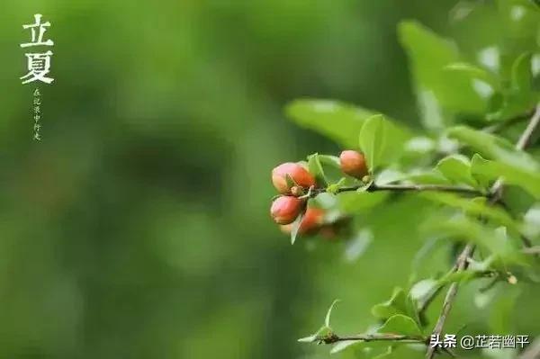 立夏|春红散尽,绿意盈然