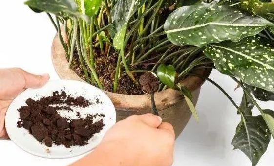 盆栽土结成硬块怎么处理,新买的盆栽土总是结块发白