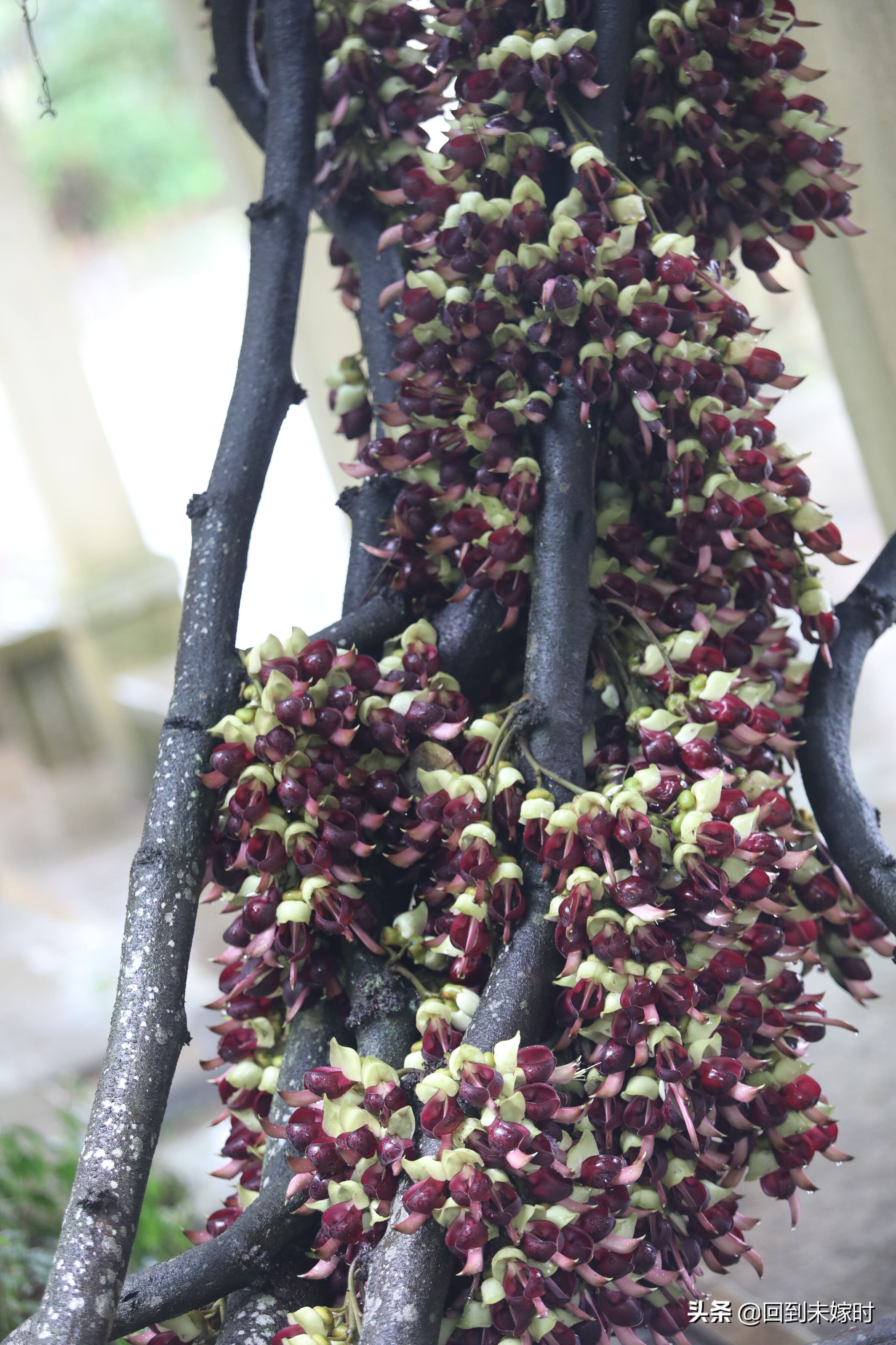 深圳东湖公园禾雀花,深圳东湖公园现在有花吗