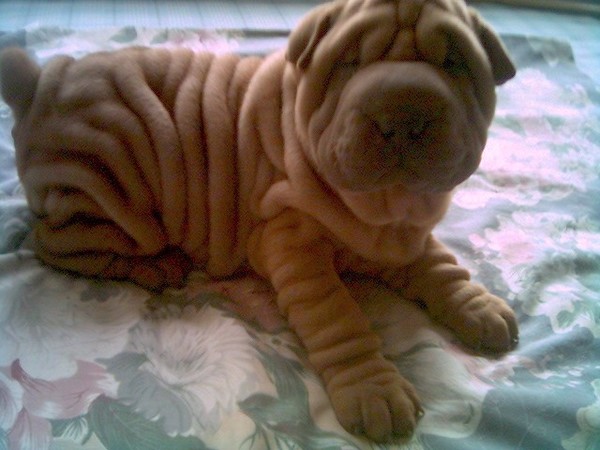 常见狗狗价格排行,狗狗价格以及品种大全